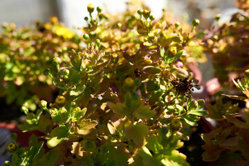 Green buds of garden flower