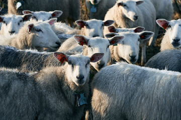 a herd of sheep