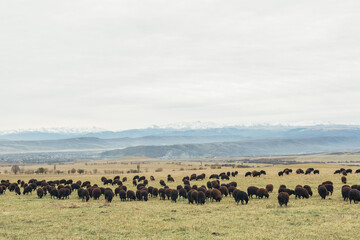 Fototapeta na wymiar a herd of black sheep grazing in a meadow with mountains in the background