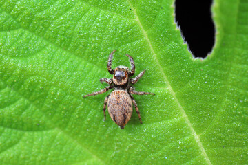 Spiders on wild plants, North China