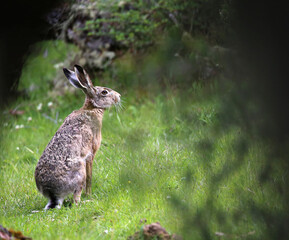 AL ACECHO DE LA LIEBRE