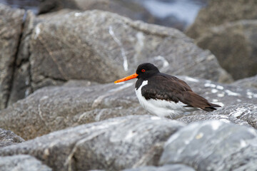 Haematopus ostralegus, Black and white seabird on the rock