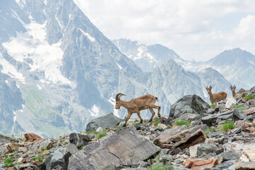 Wild mountain goats in the reserve in Russia