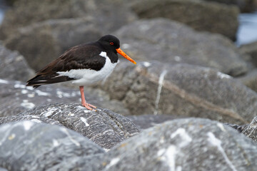 Haematopus ostralegus, Black and white seabird on the rock