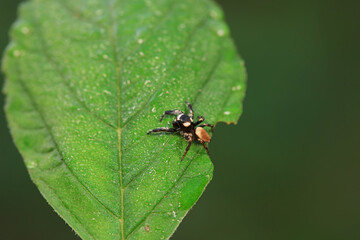 Flies on plants in the nature, North China Plain