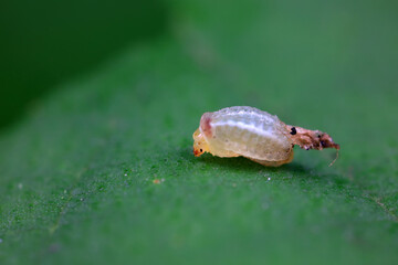 Beetle larvae crawl on wild plants, North China