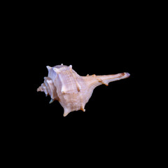 shell isolated on black - mollusk valve - murex -