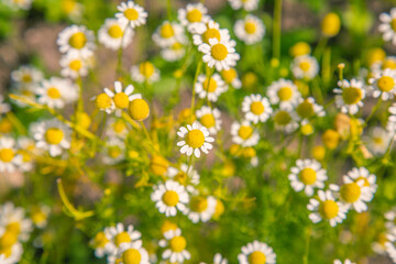 A beautiful, scented fresh chamomile growing in the garden. Shallow deapth of field photo. Vegan, herbal tea.