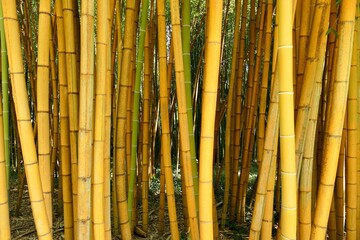 Tiges de bambous verts dans le parc de la bambouseraie d’Anduze