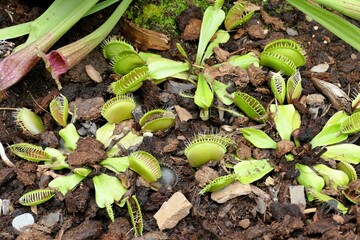Plantes carnivores : Attrape-mouches et Sarracenia 