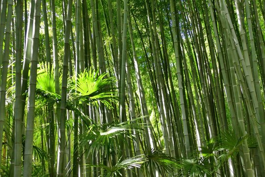 Forêt de bambous verts dans le parc de la bambouseraie d’Anduze