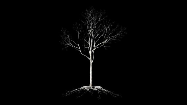 Leafless Tree with roots, timelapse growing, Luma Matte