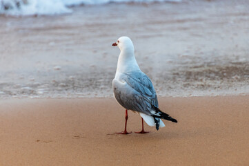 Seagull at the beach looking out to sea