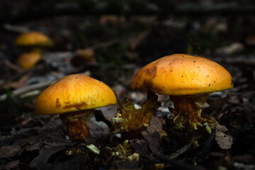 Two yellow mushrooms in Elendsklamm on a summer evening near Miesau, Germany.