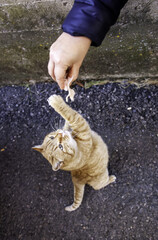 Cat catching food hand