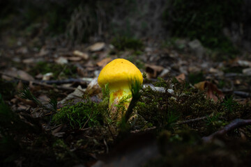 Small yellow mushroom growing in Elendsklamm in late summer near Miesau, Germany.