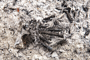 Gray natural black ash pile grunge abstract texture background. Charcoal after burning on a bonfire, pieces of burnt paper plastic bottles or wood branches bark of tree. Image with copy empty space
