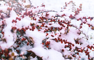Holly and Festive Christmas Winter Garden