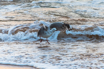 Splish Splash - Seagull and the Sea