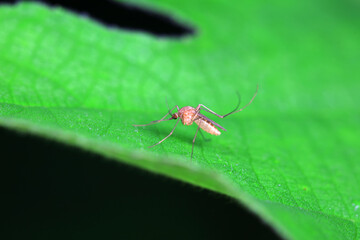 Mosquitoes live on the leaves of wild plants, North China