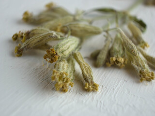 Wild dry bloomed green flowers.