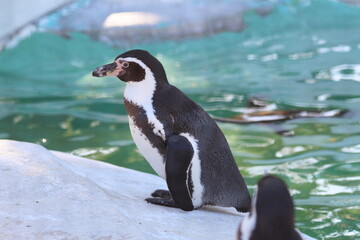 天王寺動物園のフンボルトペンギン
