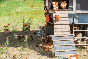 Hühnerstall mit Hahn und Hühnern © Martin Schlecht