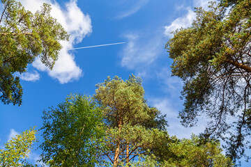 Crowns of tall pine trees against a blue sky