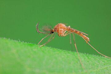 Mosquitoes live on the leaves of wild plants, North China