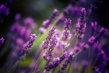 Beautiful closeup of lavender flowers in the garden. Sweet scented natural, vegan ingredient