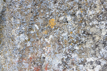 Gray stone covered with lichen and moss. Close-up