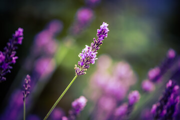 Beautiful closeup of lavender flowers in the garden. Sweet scented natural, vegan ingredient