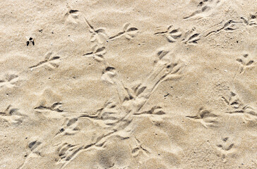 Texture of sand with bird tracks close-up