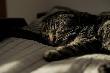 A lop-eared grey cat is lying on the sofa, licking his fur and yawning in the shadow.