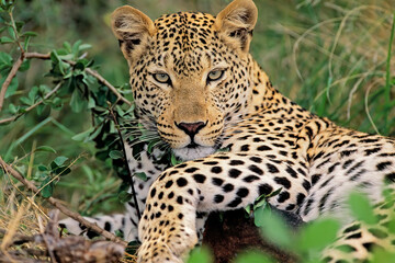 A leopard (Panthera pardus) resting in natural habitat, South Africa.