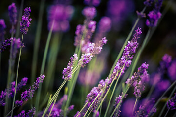 Beautiful closeup of lavender flowers in the garden. Sweet scented natural, vegan ingredient