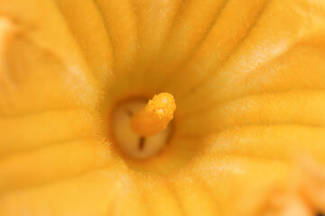 Pumpkin flowers in the garden, North China
