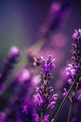 Beautiful closeup of lavender flowers in the garden. Sweet scented natural, vegan ingredient