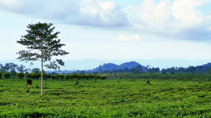 tea plantation
