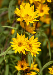 Beautiful yellow flowers in nature