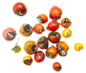 Rotten tomatoes with mold isolated over white.