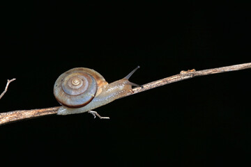 The snail crawls on the green leaves