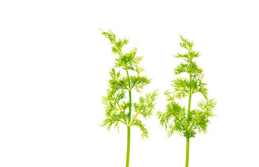 Green dill isolated on a white background.