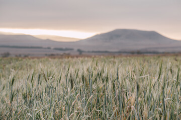 Obraz premium Field of grain in autumn at dawn