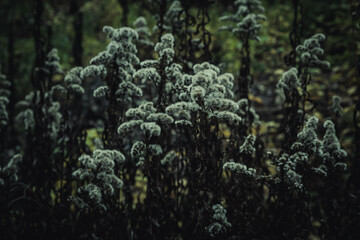 moss on the rock