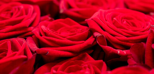 Red rose flowers as background.