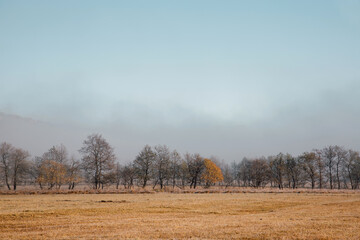 autumn trees without leaves in the field