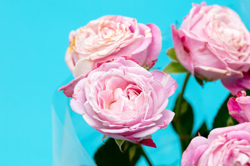 Rose flowers isolated on blue background.