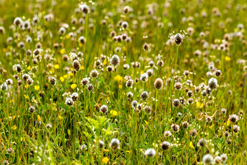 Fototapeta premium Spring plants on a meadow on a sunny day. Background.