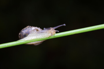 The snail crawls on the green leaves